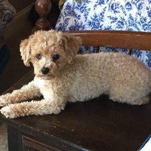 Meet your Posher, Katie